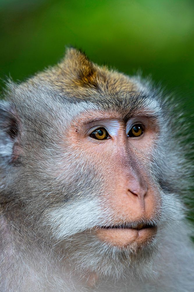 Macaque Monkey in Monkey Forest-Ubud-Bali-Indonesia